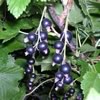 Juodieji serbentai (Ribes nigrum L.) 